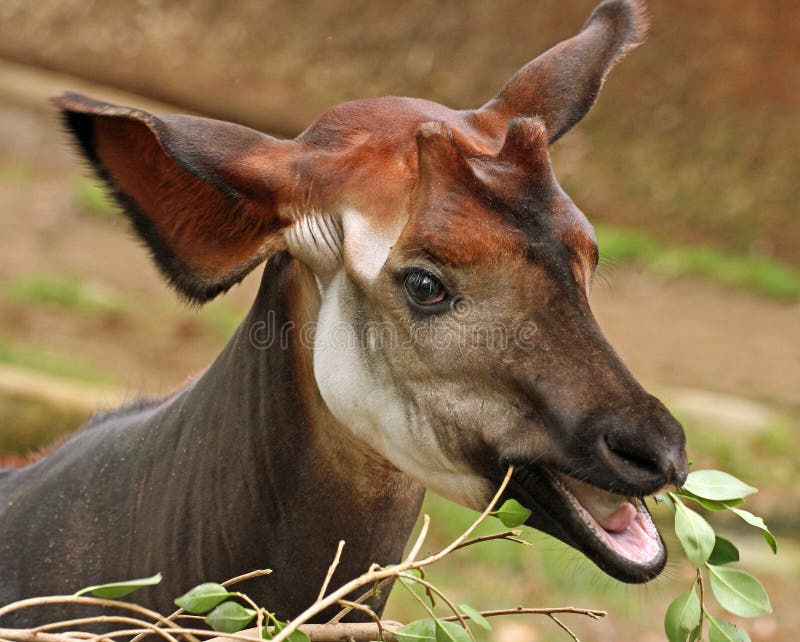 Okapi stock photo. Image of details, eyes, detail, furry - 51263450
