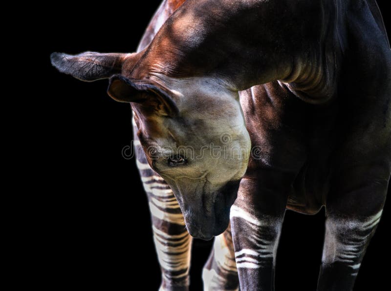 An Okapi close up on a black background