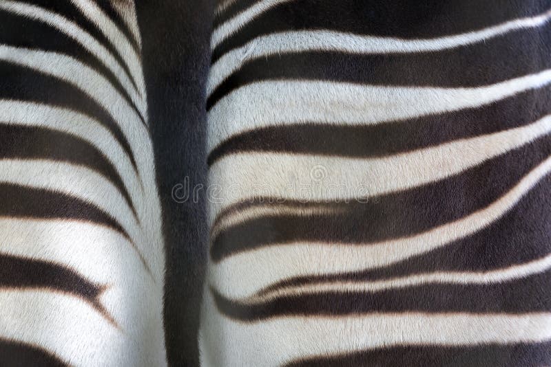 Rear end of an okapi, showing a section of the tail and buttocks. Abstract background detail of the striped pattern. Rear end of an okapi, showing a section of the tail and buttocks. Abstract background detail of the striped pattern