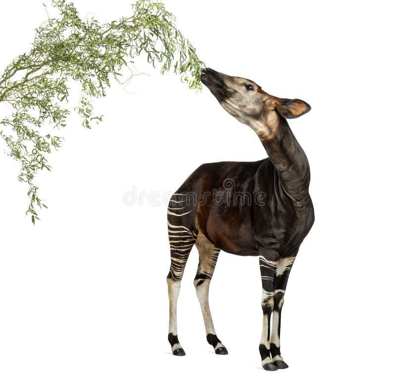 Okapi eating foliage from a branch, Okapia johnstoni, isolated on white