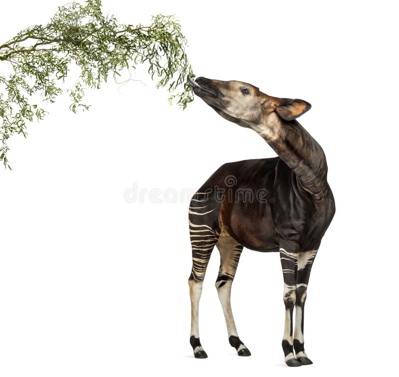 Okapi eating foliage from a branch, Okapia johnstoni, isolated on white