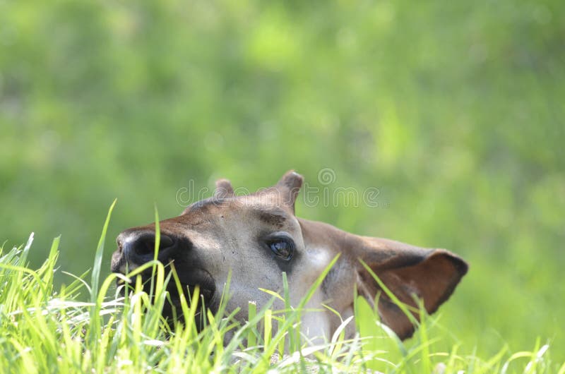 A young okapi reaches up on a wall to eat grass. A young okapi reaches up on a wall to eat grass