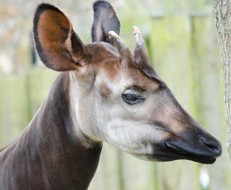 A close up of a Okapi. A close up of a Okapi