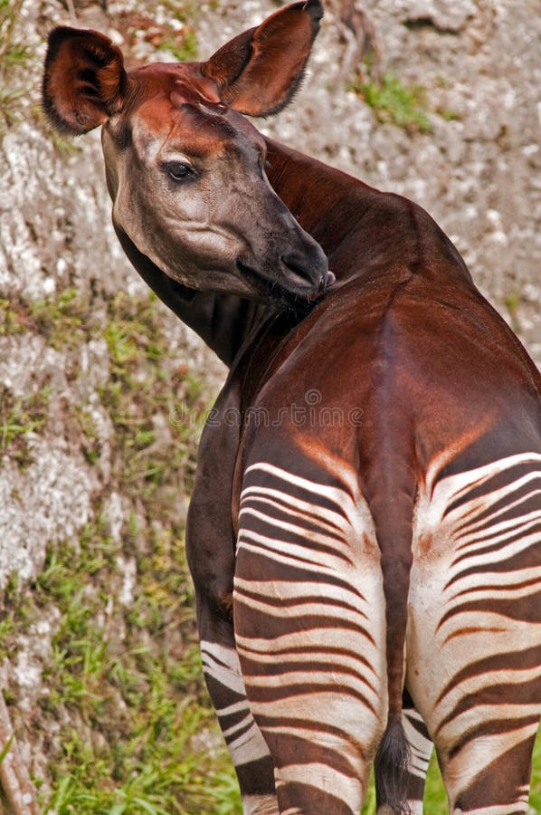 1,580 Striped Giraffe Stock Photos - Free & Royalty-Free Stock Photos from Dreamstime 1,580 Striped Giraffe Stock Photos - Free & Royalty-Free Stock Photos from Dreamstime