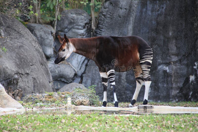 Okapi &x28;Okapia johnstoni&x29; on the grass near rock