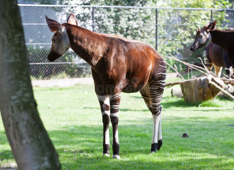 Okapi on the green grass field in the zoo