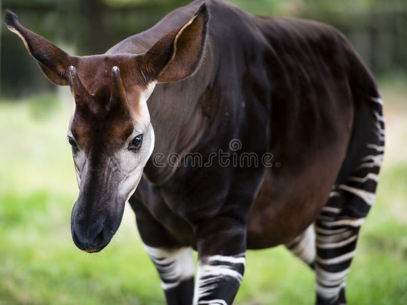 The Okapi known as the forest giraffe or zebra giraffe