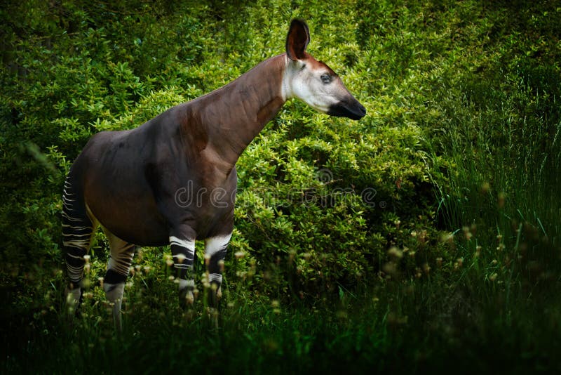 Okapi, Okapia johnstoni, brown rare forest giraffe, in the dark green forest habitat. Big animal in natiopnal park in Congo, Africa. Okapi, wildlife nature. Travelling in Africa