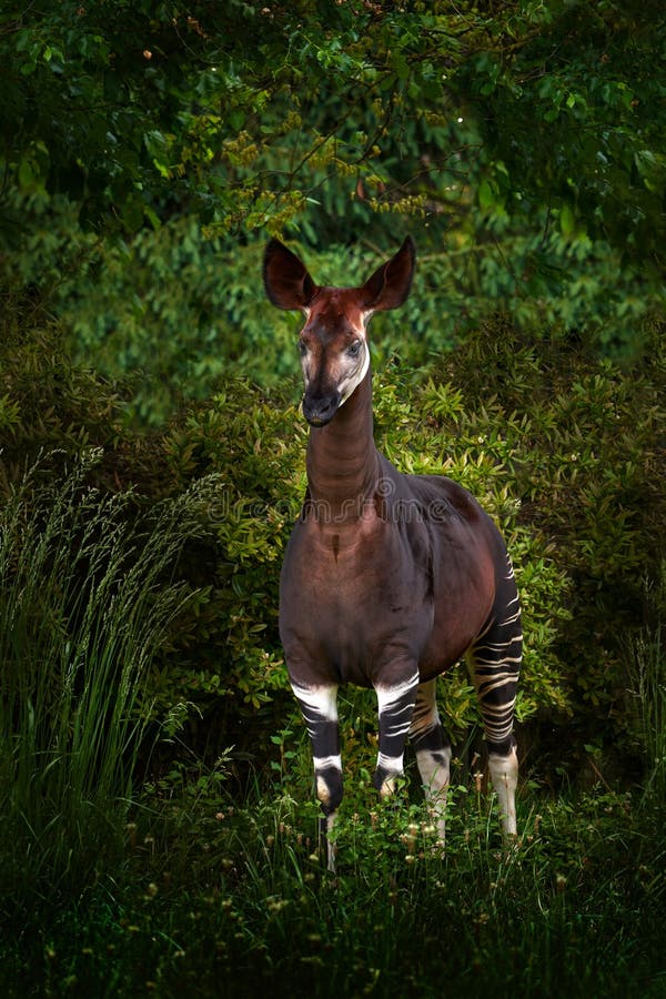 Animal Okapi-striped Giraffe. Stock Photo - Image of white, hair: 135898002