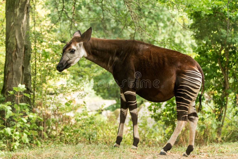 Okapi Okapia johnstoni, forest giraffe or zebra giraffe, artiodactyl mammal native to jungle or tropical forest, Congo, Africa