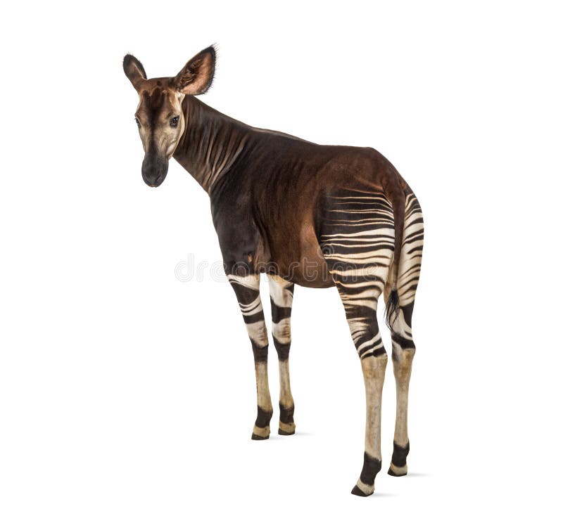 Okapi, Okapia johnstoni, isolated on white