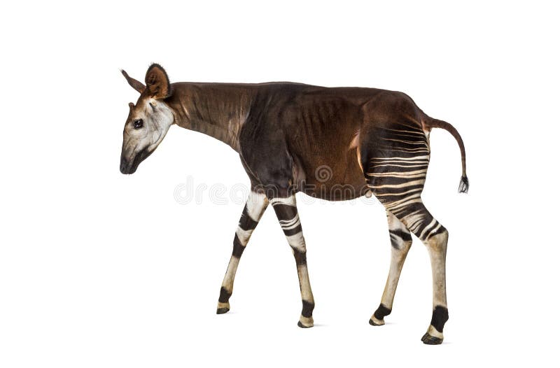 Okapi, Okapia johnstoni, isolated on white