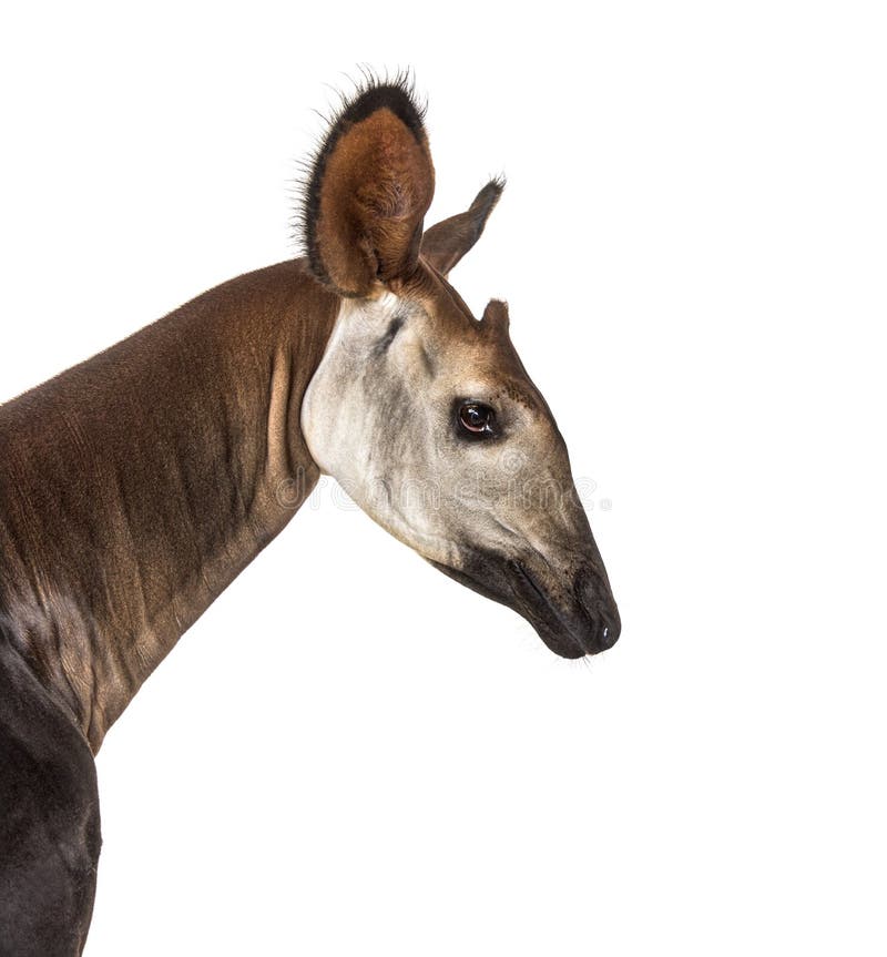 Okapi, Okapia johnstoni, isolated on white