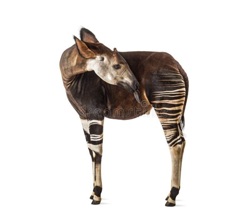 Okapi, Okapia johnstoni, isolated on white