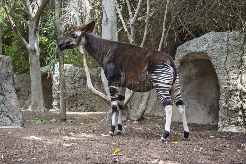 Okapi Wildlife Reserve Stock Photos - Free & Royalty-Free Stock Photos from Dreamstime Okapi Wildlife Reserve Stock Photos - Free & Royalty-Free Stock Photos from Dreamstime