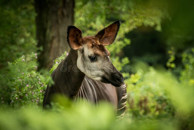 Okapi Okapia johnstoni, Waldgiraffe oder Zebragiraffe, Eingeborener des artiodactyl Säugetieres zum Dschungel oder tropischer Wal lizenzfreie stockbilder