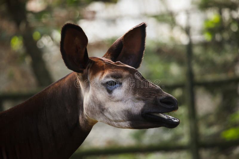 Okapi Okapia johnstoni. Wild life animal