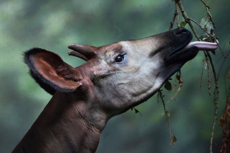 Okapi (Okapia johnstoni).