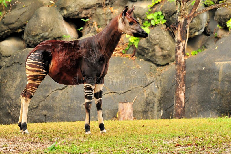Okapi After the Rain stock image