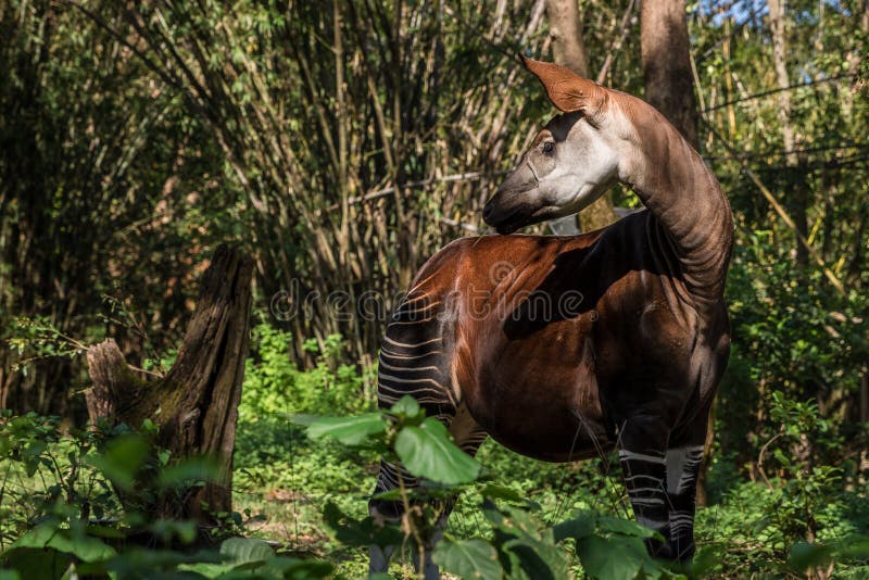 An okapi roaming in a heavily wooded forest and looking back with sun coming down on its face. An okapi roaming in a heavily wooded forest and looking back with sun coming down on its face.