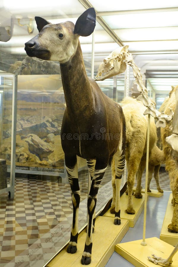 The okapi specimen in the national history museum is vivid. They live in Africa. It looks like giraffe. They are the unique species of. The okapi specimen in the national history museum is vivid. They live in Africa. It looks like giraffe. They are the unique species of