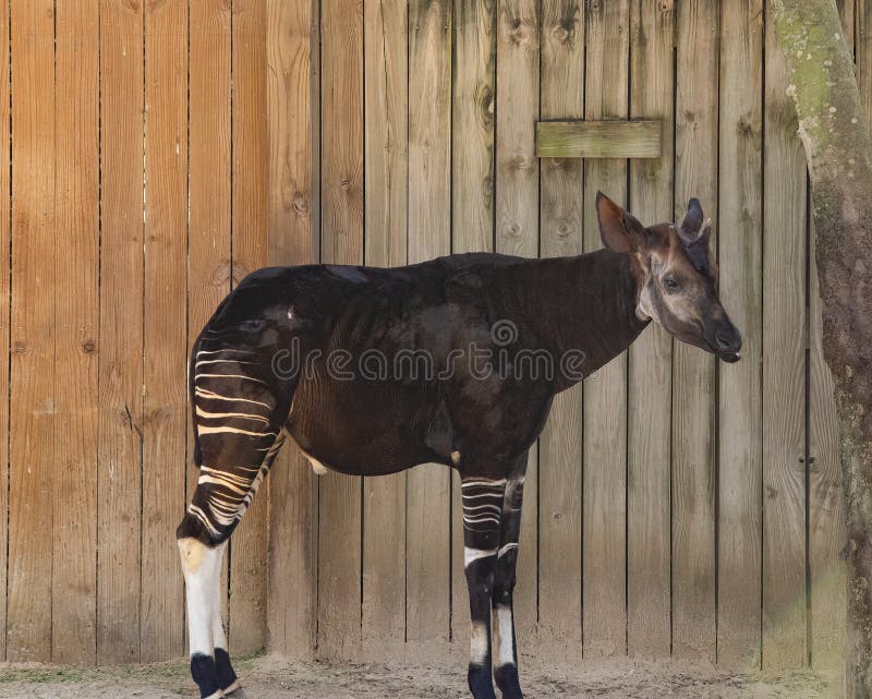 Okapi is otherwise known as forest-giraffe or zebra-giraffe, has zebra stripes on legs.  It is a mammal found endemic to Democratic Republic of Congo. Okapi is otherwise known as forest-giraffe or zebra-giraffe, has zebra stripes on legs.  It is a mammal found endemic to Democratic Republic of Congo.