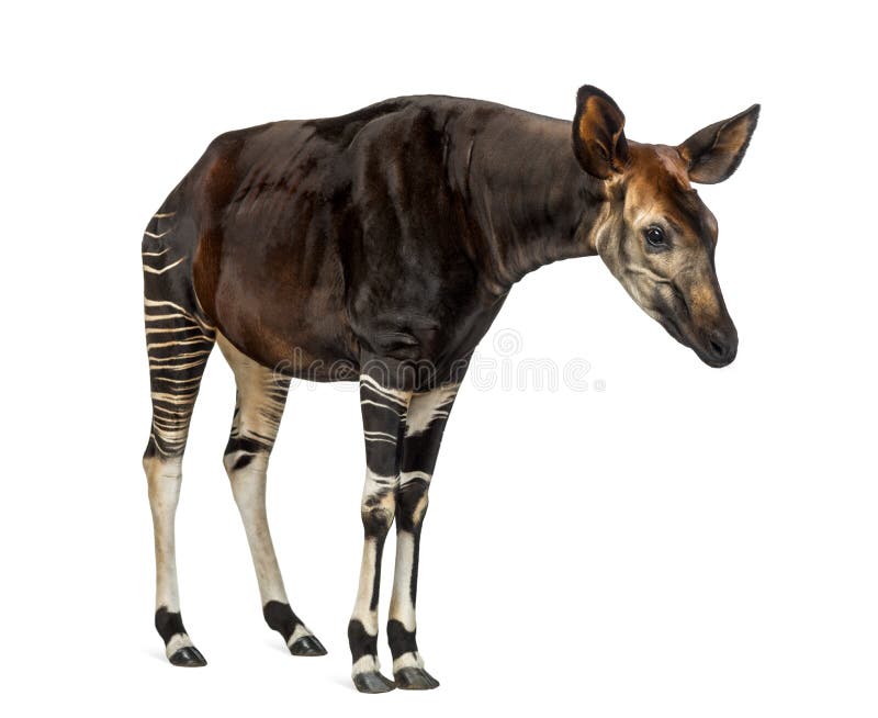 Okapi standing, looking attentively, Okapia johnstoni, isolated on white