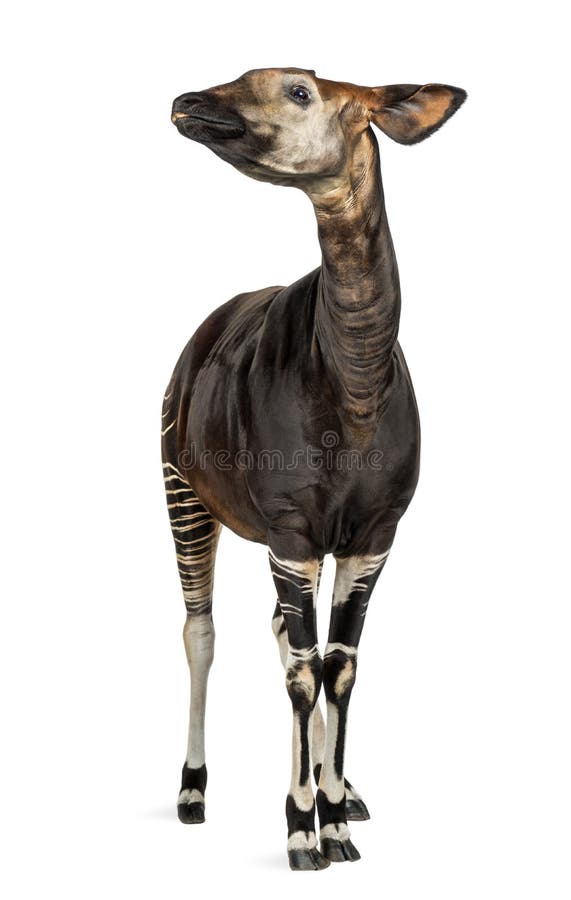 Okapi standing, looking up, Okapia johnstoni, isolated on white