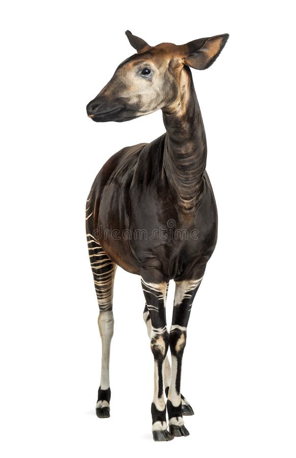 Okapi standing, Okapia johnstoni, isolated on white