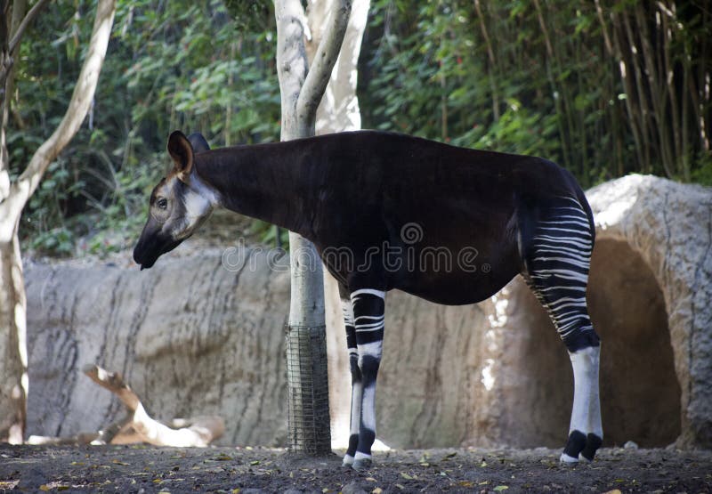 An okapi stands on dirt near the edge of the forest. An okapi stands on dirt near the edge of the forest.