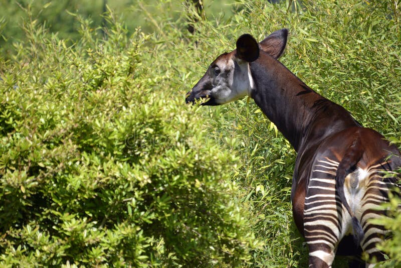 Okapi (Okapia johnstoni) viewed from behind among vegetation. Okapi (Okapia johnstoni) viewed from behind among vegetation