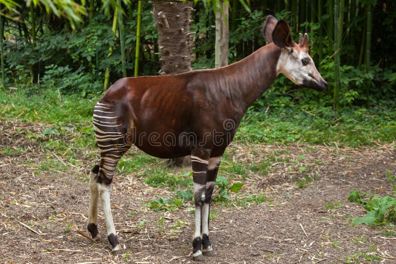 Okapi (Okapia johnstoni).