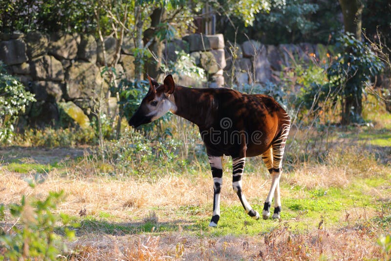 A young okapi in a Yokohama zoo.