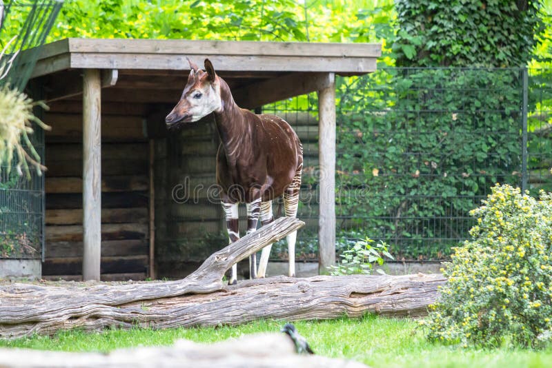 The okapi Okapia johnstoni stays near his stable in a Zoo, Berlin. The okapi Okapia johnstoni stays near his stable in a Zoo, Berlin