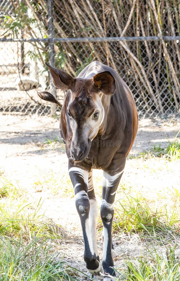 Okapi is otherwise known as forest-giraffe or zebra-giraffe, has zebra stripes on legs.  It is a mammal found endemic to Democratic Republic of Congo. Okapi is otherwise known as forest-giraffe or zebra-giraffe, has zebra stripes on legs.  It is a mammal found endemic to Democratic Republic of Congo.