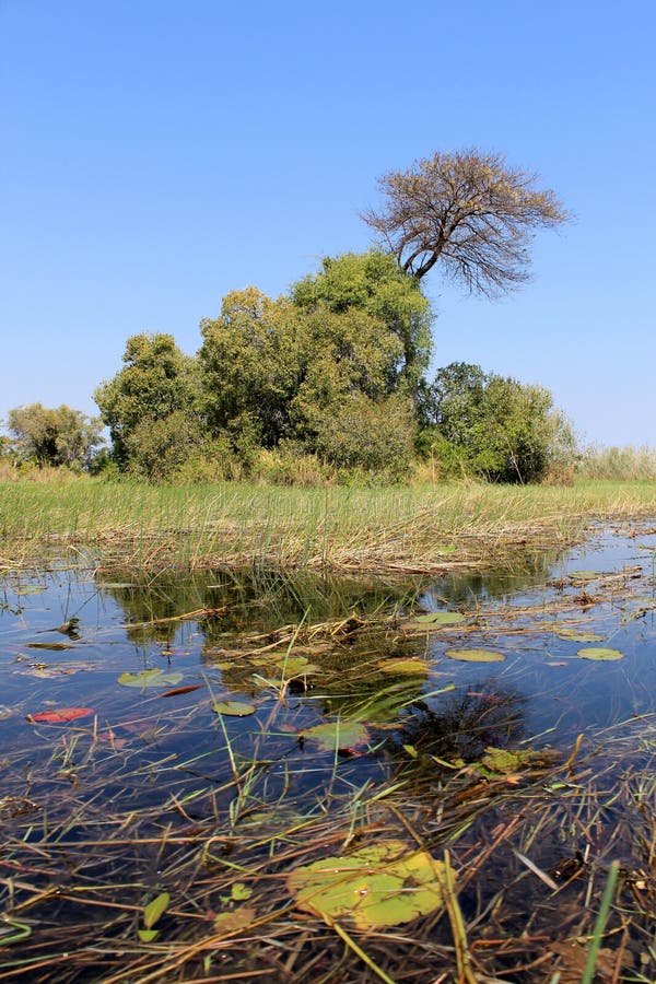 Okavango Delta Water Landscape. North of Botswana. Stock Image Image of earth, okavango 23286505