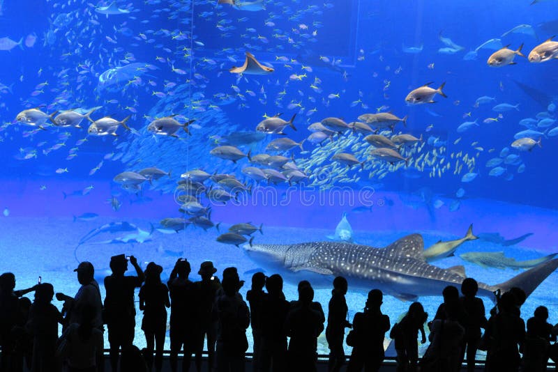 Okinawa Aquarium