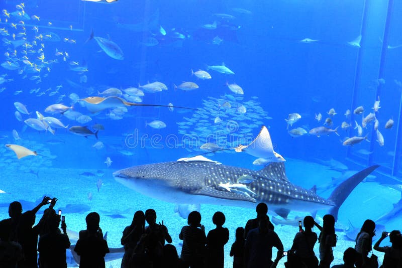 Okinawa Aquarium