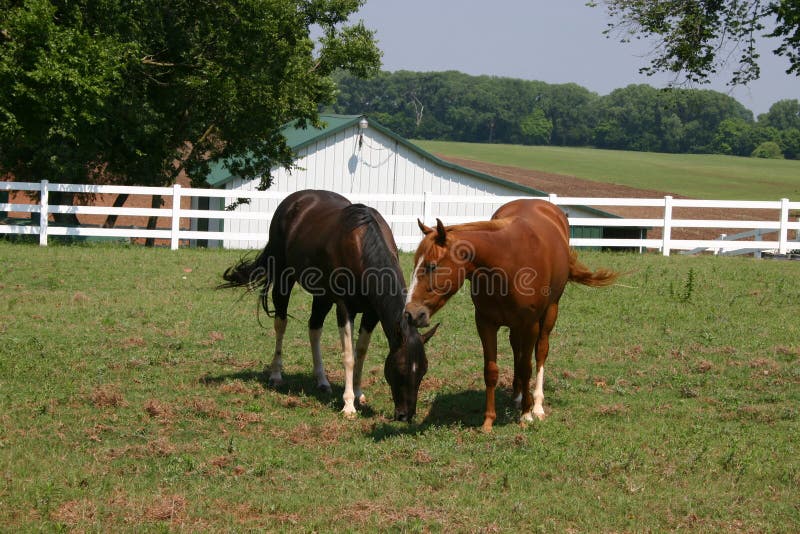 Oklahoma Horses stock image. Image of fence, horsepower 198549