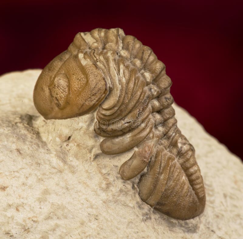 Oklahoma Trilobite of the Devonian formation around 360 million years old.