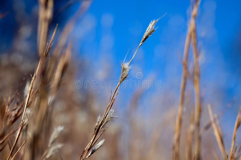 Oklahoma Wheat Field