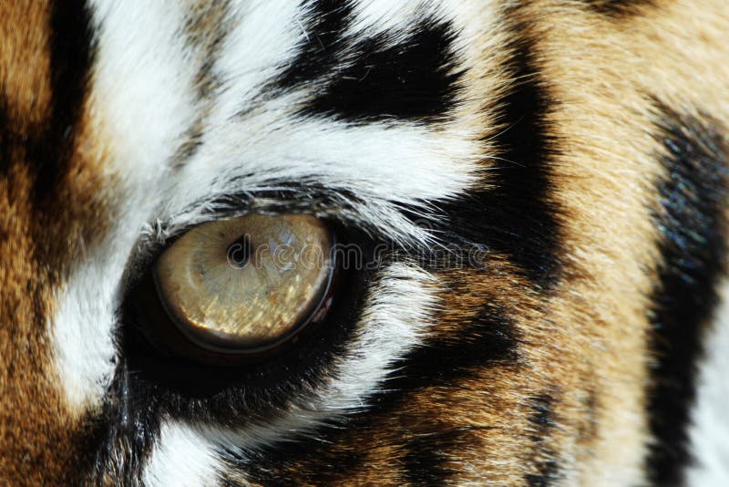 Close-up shot of tiger's eye. Close-up shot of tiger's eye