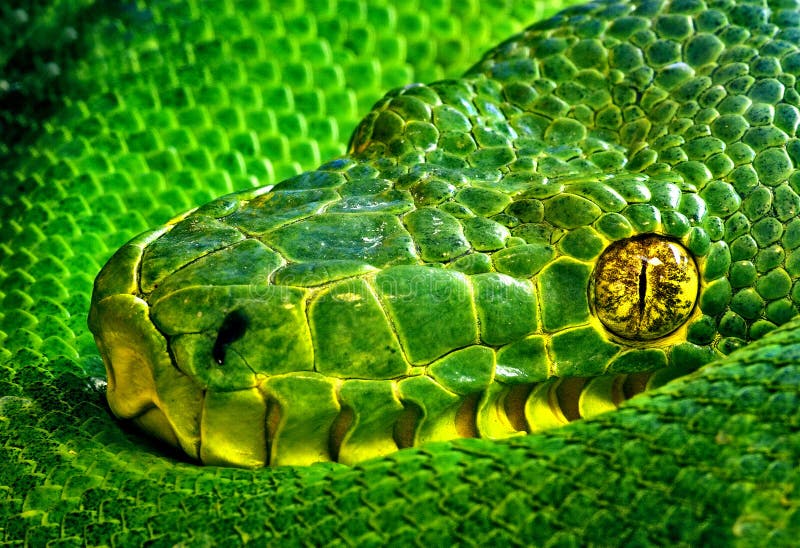 A green snake curled up. A green snake curled up