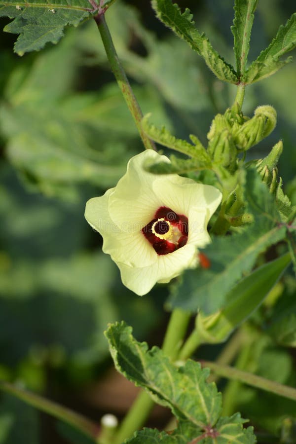 Okra or Abelmoschus Esculentus Flower. Stock Image Image of