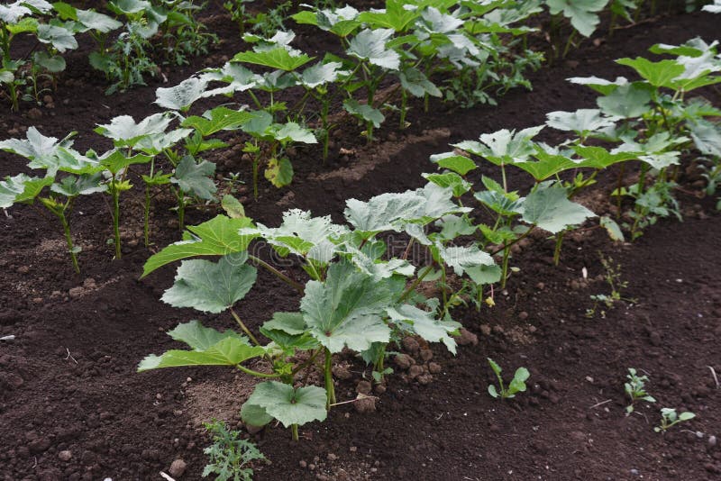 Okra cultivation. stock photo. Image of crop, field 224192984