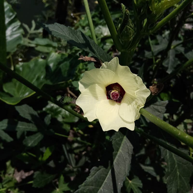 Okra Flower, Beautiful Yellow Okra Flower on the Tree Stock Image