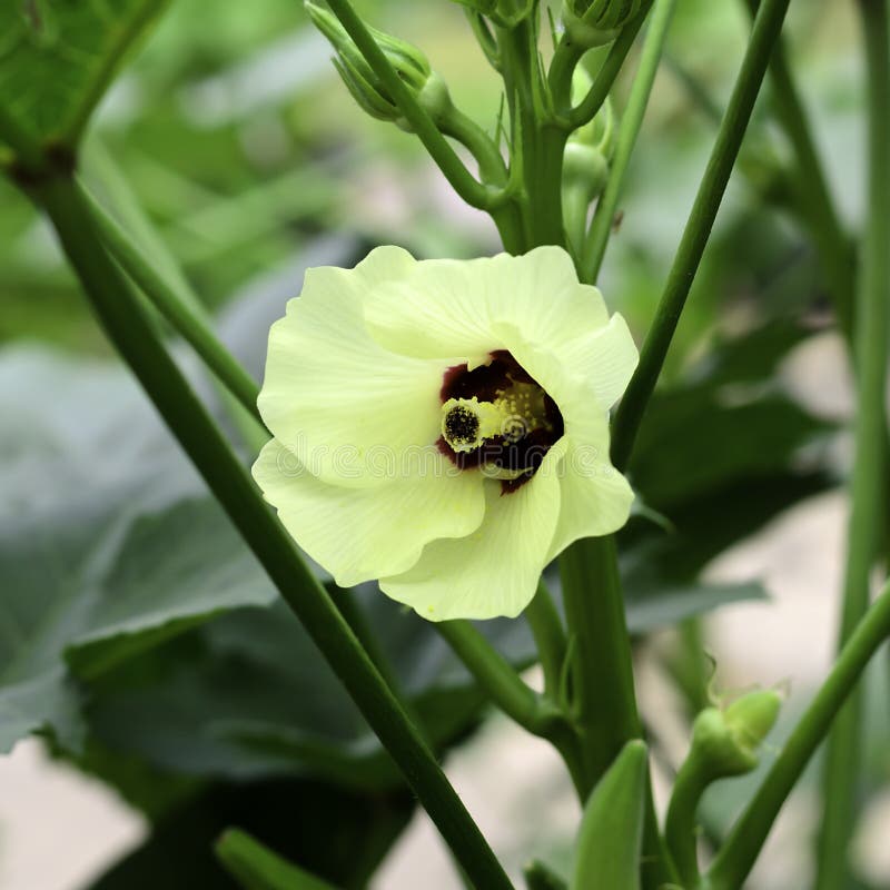 Okra flower stock photo. Image of maturing, finger, crimson 37059398
