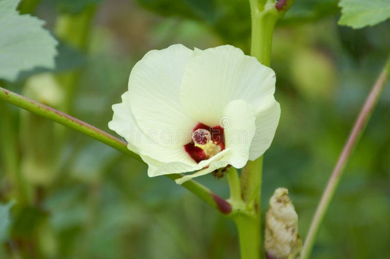 Okra flower royalty free stock image