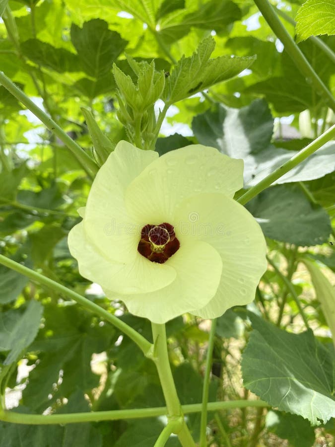 Okra flower stock image. Image of mallow, botany, horticulture 98905543