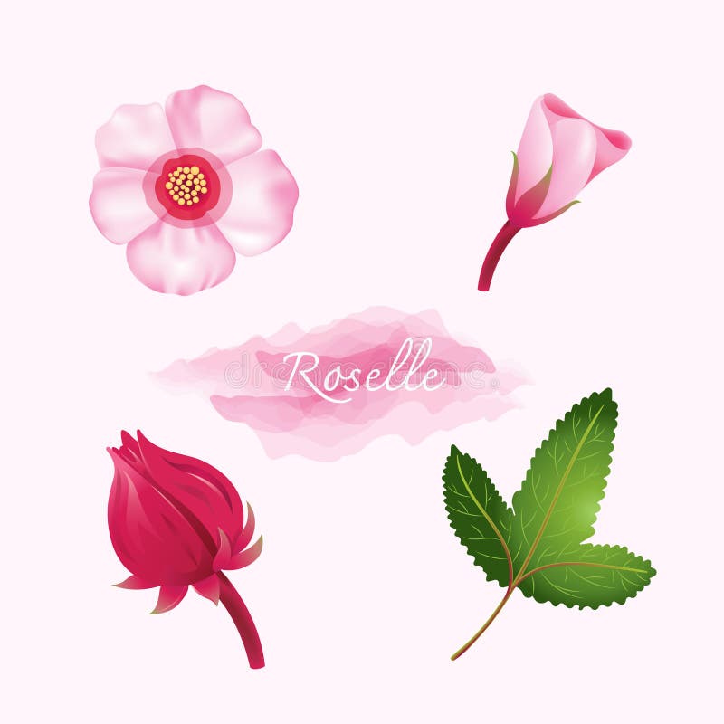 Okra Flowers are Edible Red Plants Stock Illustration Illustration of